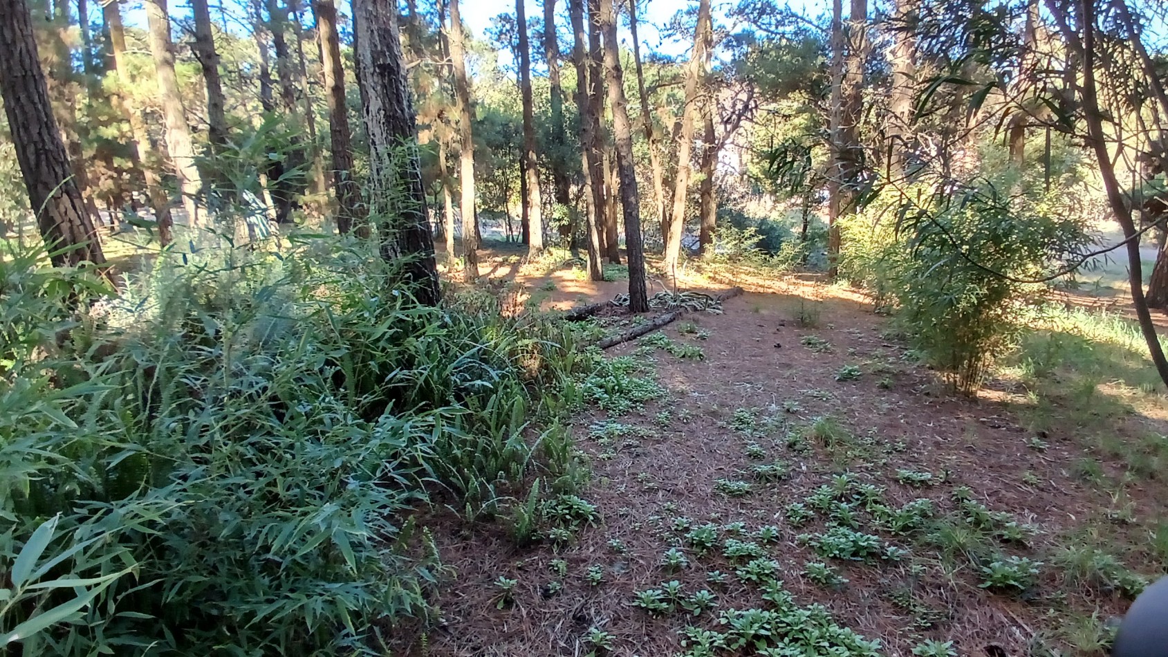 Casa en Venta - 3 Dormitorios + gran parque arbolado - Ranqueles entre Mansilla y Av. del Plata, con salida tambien a Av. del Lucero - Mar de las Pampas